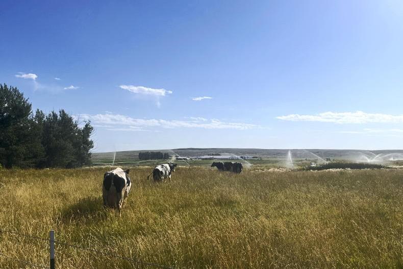 Getting hands-on experience with 800 cows in Idaho