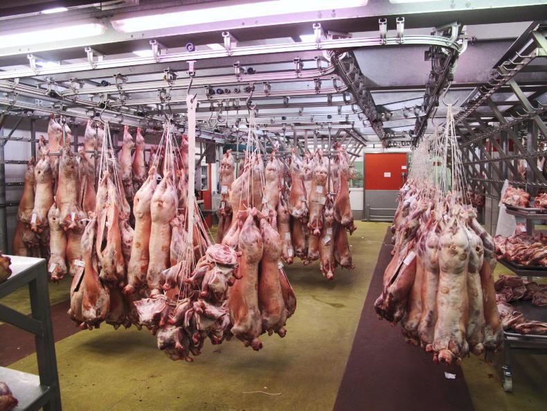 Sheep price update: Spanish lamb remains top at €9.54/kg