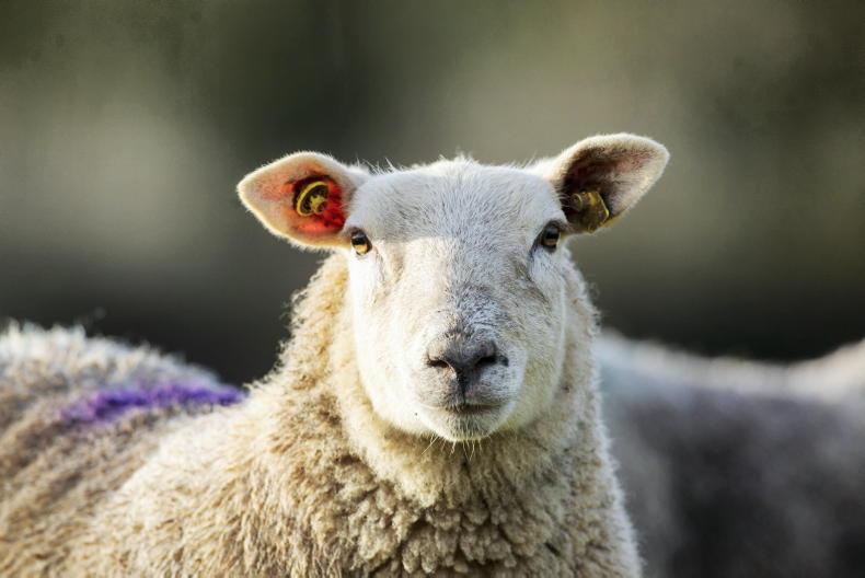 Tullamore Farm: rams getting ready for busy few weeks