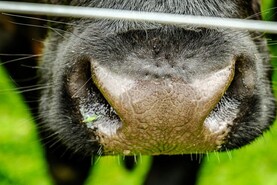 Over half of cattle in national herd have zero movements
