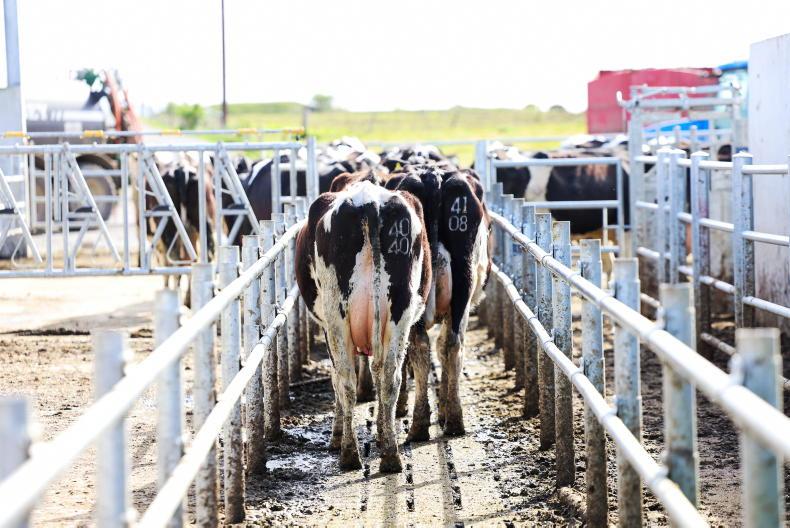 Agri jobs: €34,000/year the going rate for dairy workers
