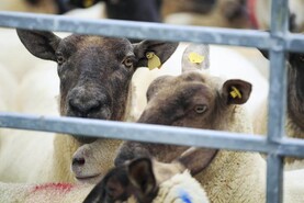 Withdrawal period of Solantel sheep drench increased