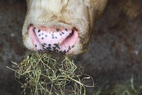 Vigilance for bluetongue ‘critical for Ireland’