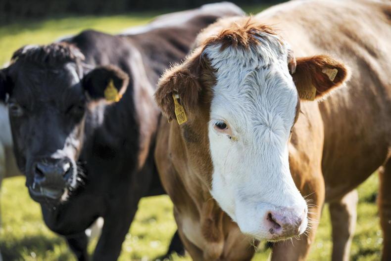 Budget 2026: what’s on agenda for suckler and beef farmers?