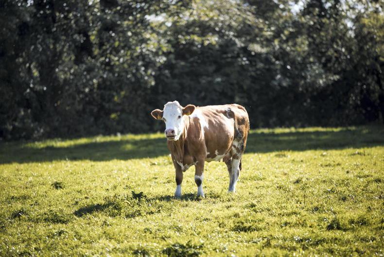 Shortfall of €2.3bn in proposed CAP budget a 'disaster' for Irish farmers