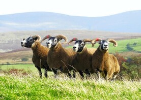 A Farmer Writes: unwelcome storm as tup fever kicks-in