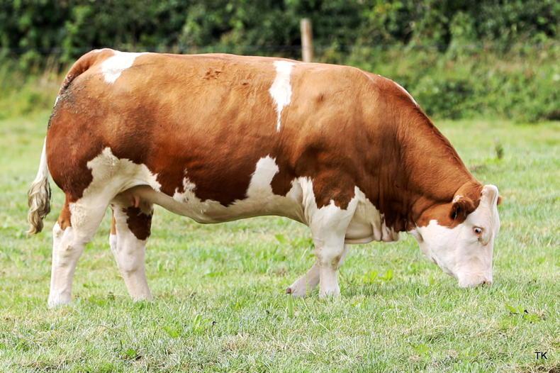 Watch: Herbie's heifers hit €15,500 in Carrigallen