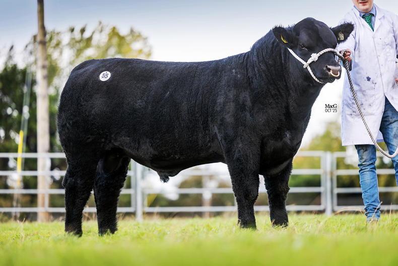 Extravaganza sees top call of €12,500 for Angus bull