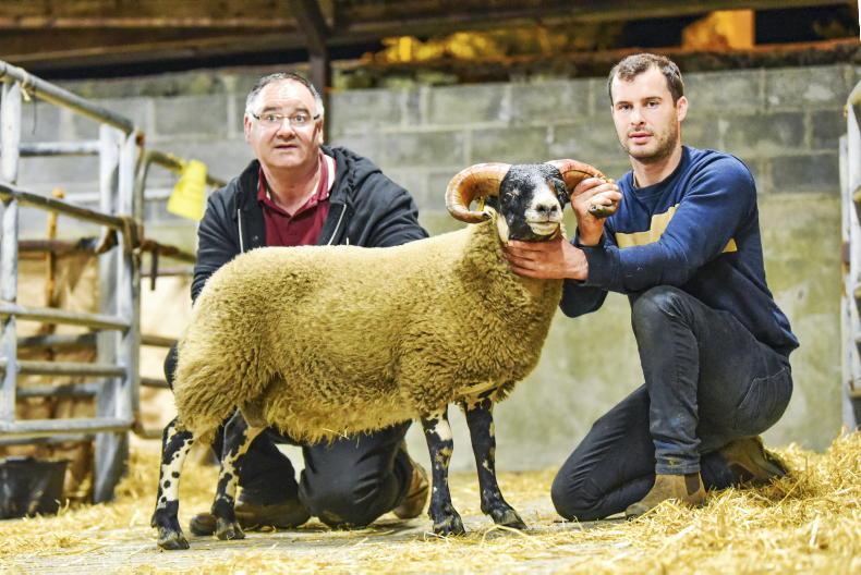 Top price of €7,000 at South of Ireland Lanark sale