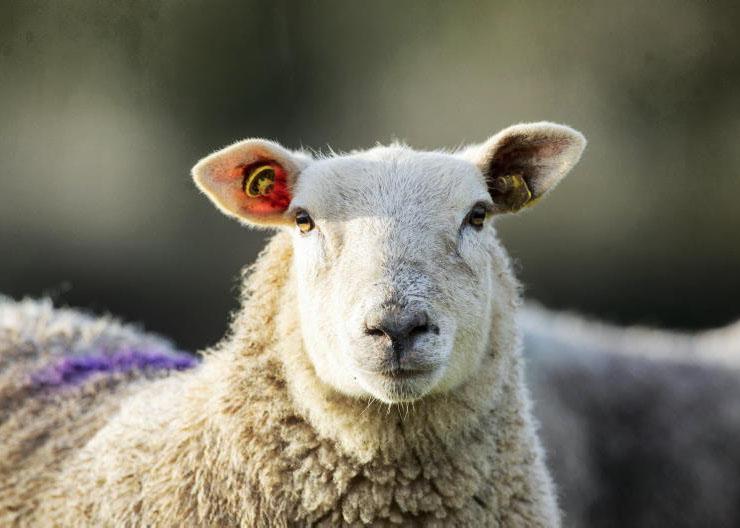 Weaning plans on Tullamore farm