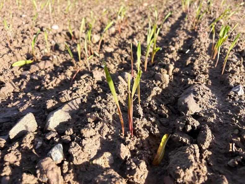 From The Tramlines: planting resumes after storm Amy
