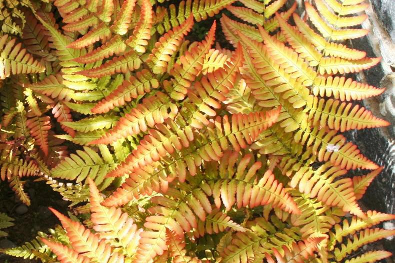 Gardening with Mary: hedge your bets with shrubbery  