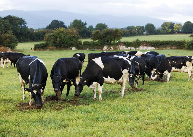 Home Farm: mucky paddocks and heavy cattle back in