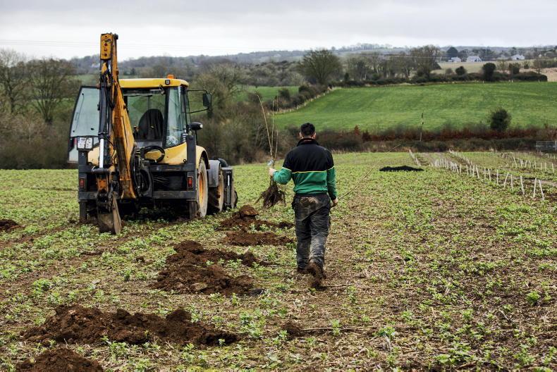 Free forestry events take place this autumn 