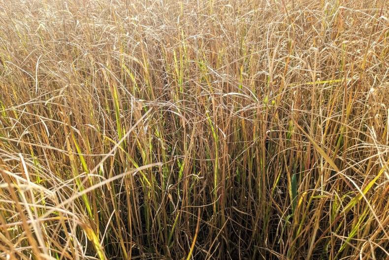No room for shortcuts with glyphosate