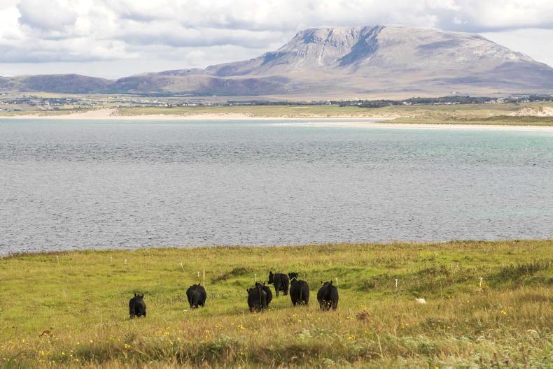 Farmer buy-in was key to corncrake project's success