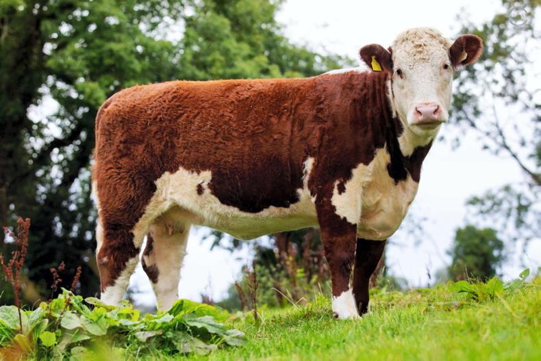 Prim picks up top price in Corlismore auction