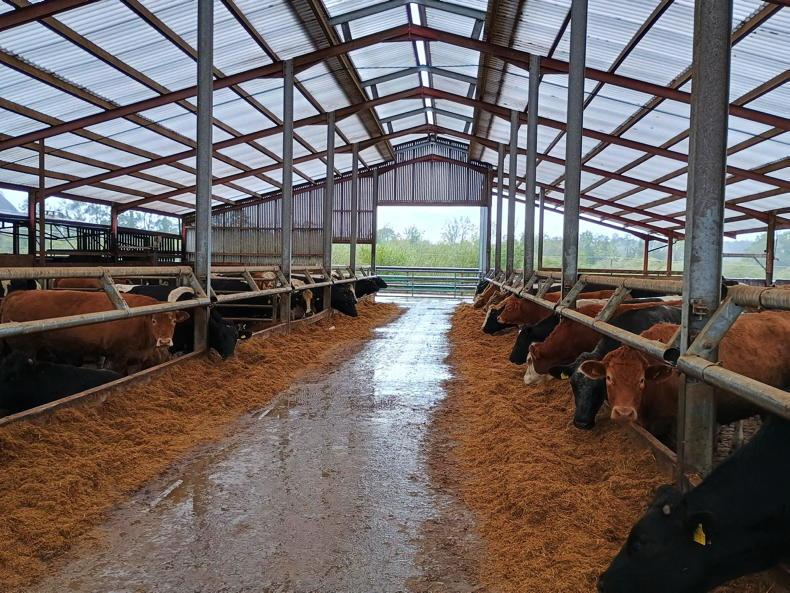 ‘Exceptional’ weight gains on Foyle beef unit