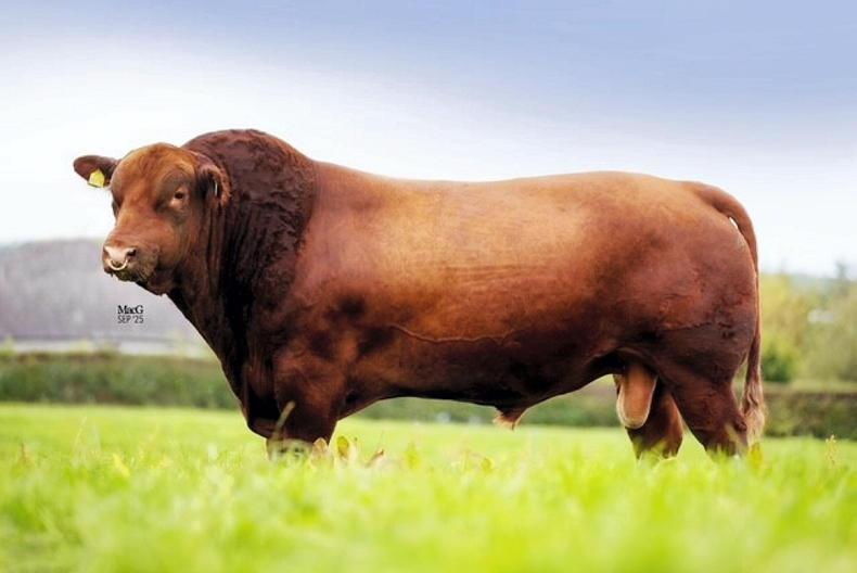 Lisduff to host Europe's first all Red Angus sale