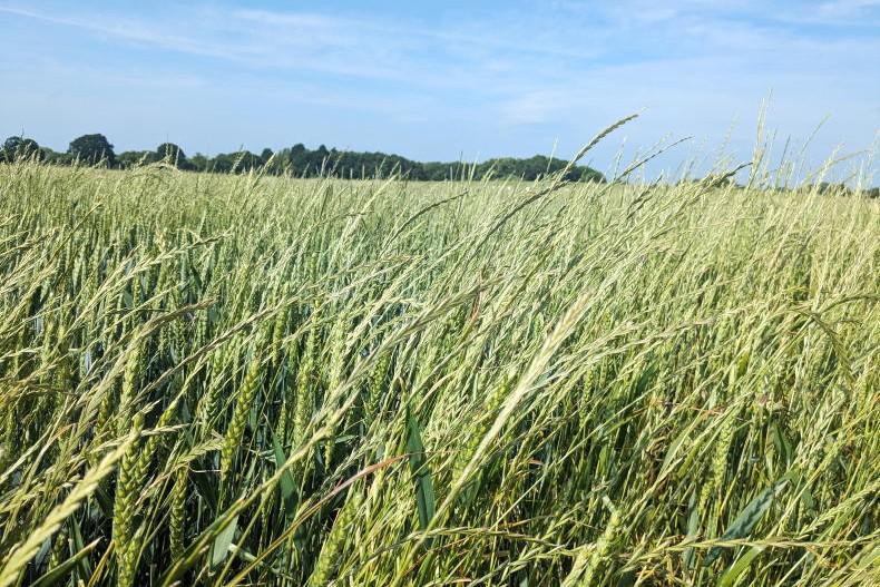 Weed control begins with seed rate