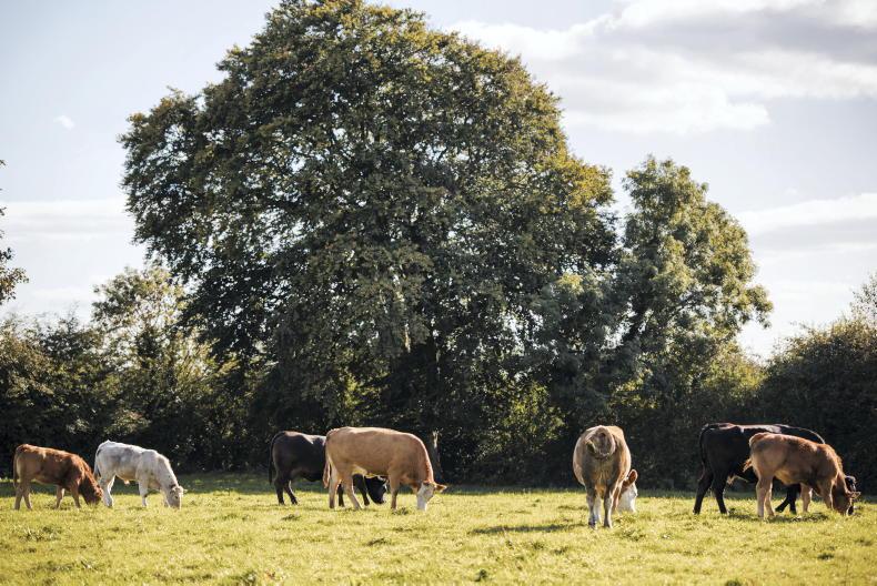 Nominees for Farming for Nature ambassador awards 2025 announced