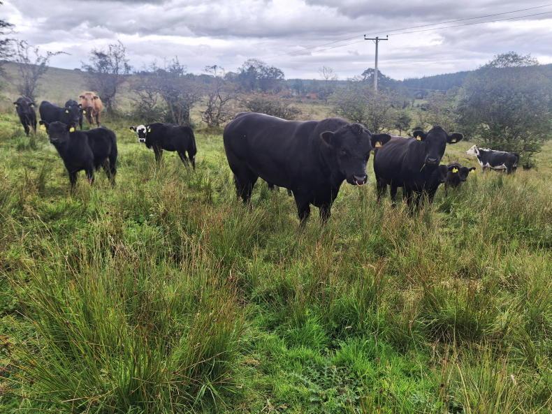Suckler cows still thriving out west