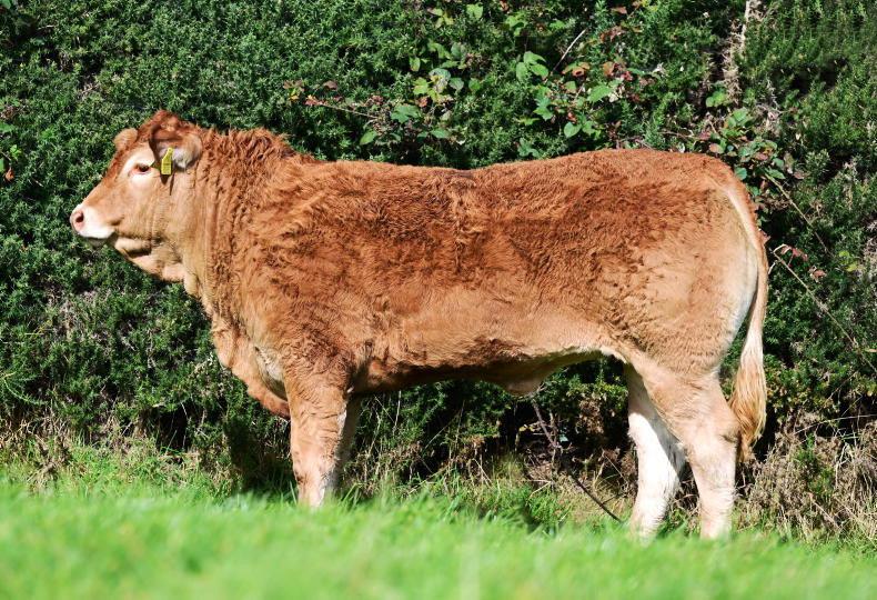 Award-winning Ballyline herd to stage first production sale