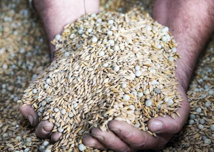 Balancing concentrates with silage quality and target gains