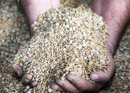 Balancing concentrates with silage quality and target gains
