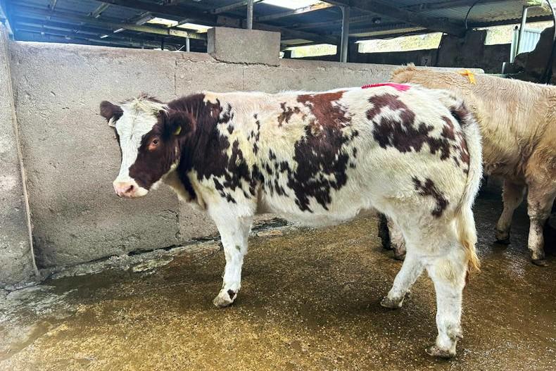 Manorhamilton weanling trade holds firm despite export uncertainty