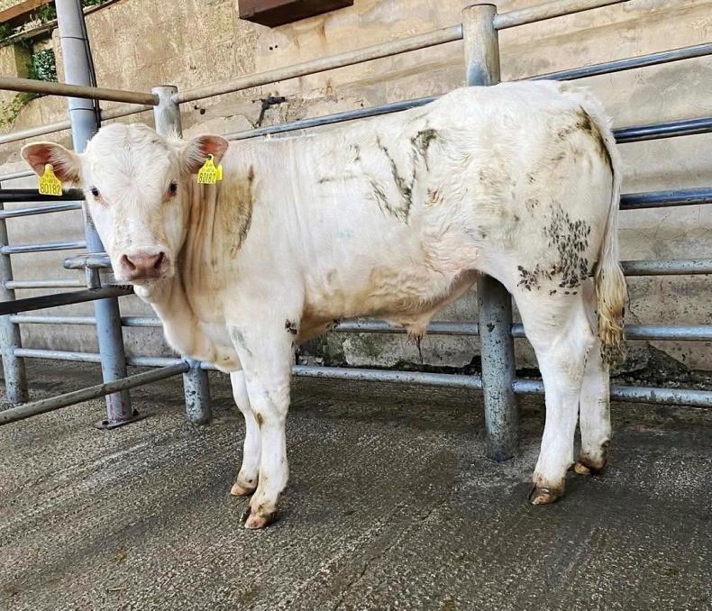 Mart boycott doesn’t hit trade  