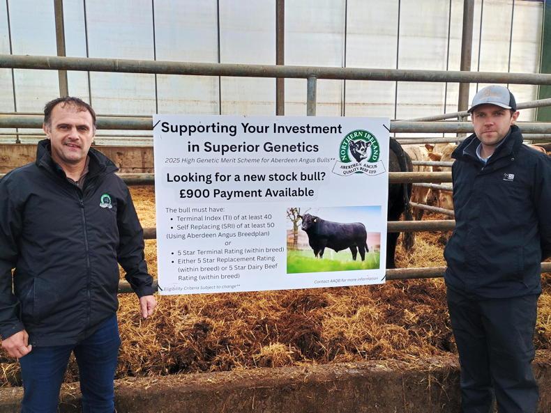 Superior Angus genetics paying off for AAQB suppliers