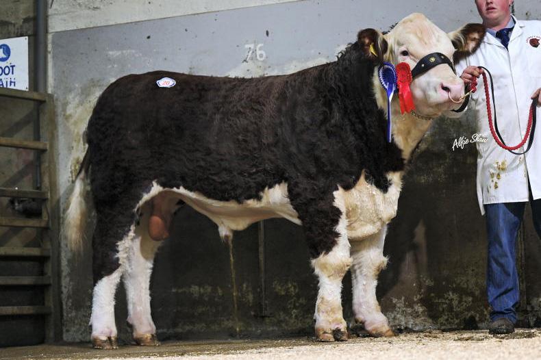Brilliant debut for Buster in Dungannon 