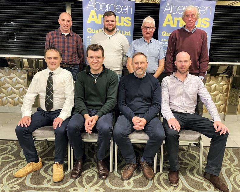 More NI cattle going through Angus schemes