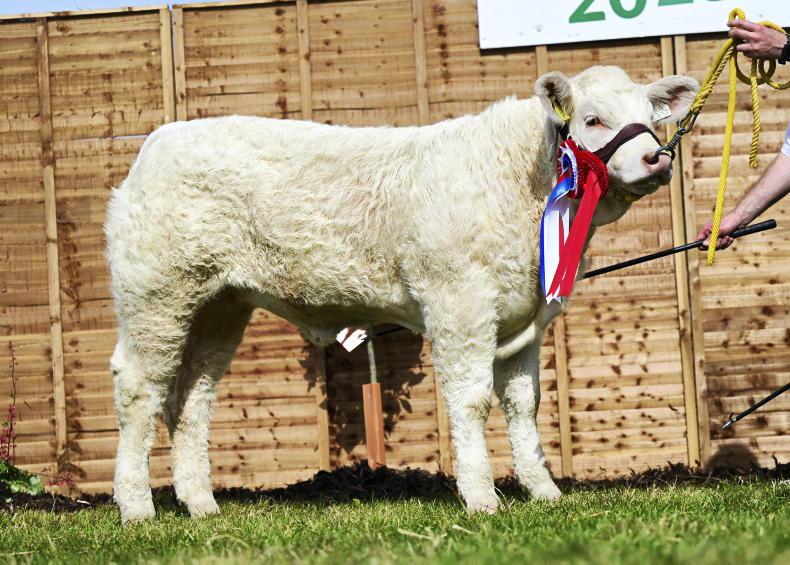 Goldstar Charolais sale sees prices go through the roof