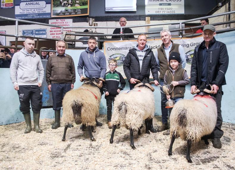New record of €7,200 for Connemara Mayo Blackface Breeders Group
