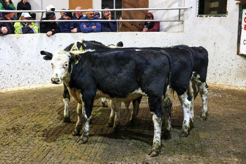 Dairy-cross weanlings heading for €6/kg in Cashel