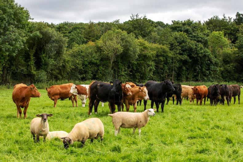 Budget 2026: €131m in funding for sucklers, beef and sheep