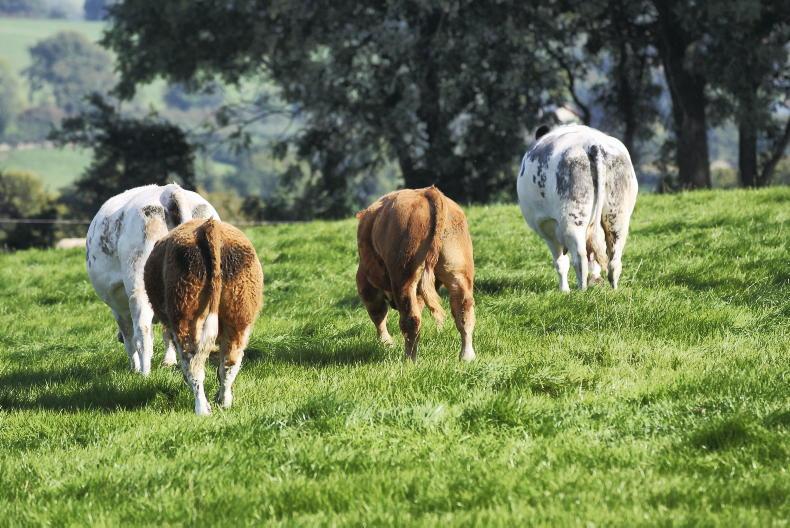 No increase in support for sheep and sucklers is  a 'missed opportunity' - INHFA