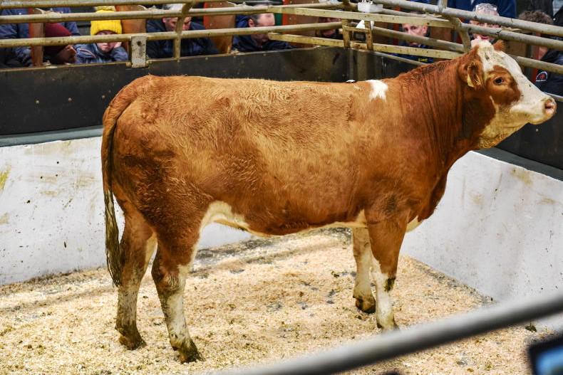 Simmental heifers see phenomenal demand in Ballymote