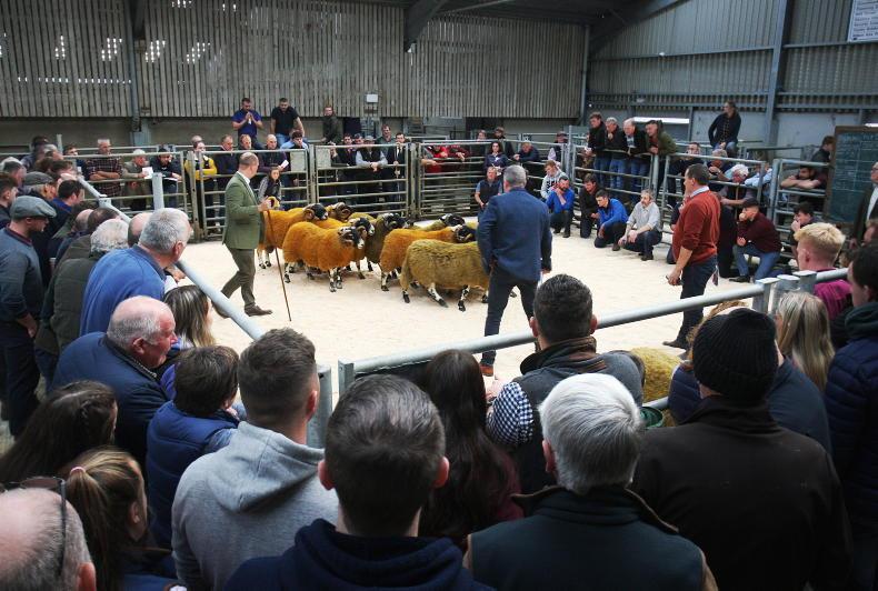 Blackface ram lambs to 34,000gns at Ballymena