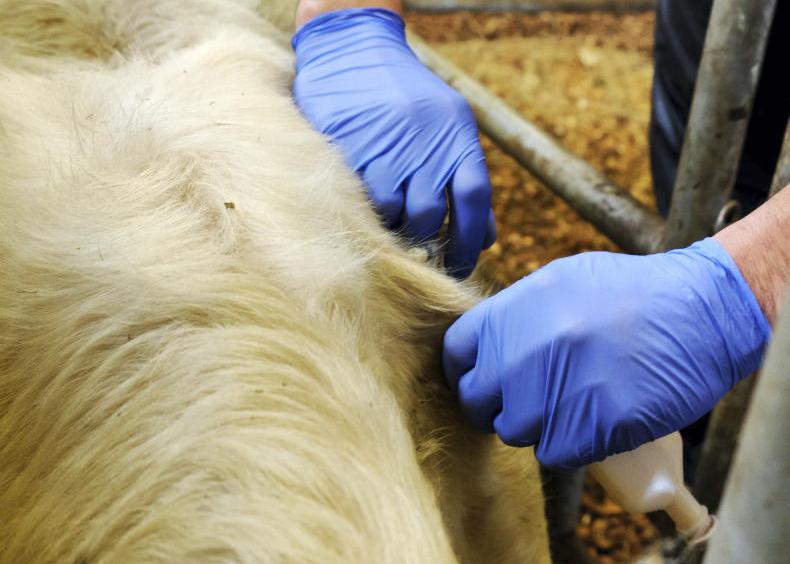 Farmers willing to pay more for vaccinated weanlings