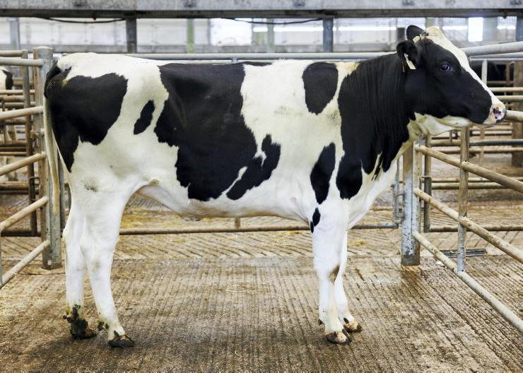 Milk price cuts put pressure on heifer sales