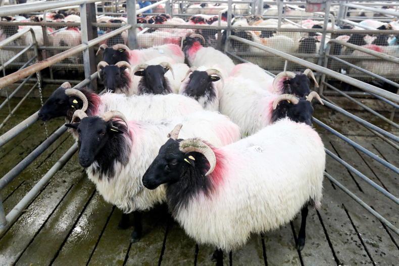 Sheep mart prices: no change in prices with stable factory quotes