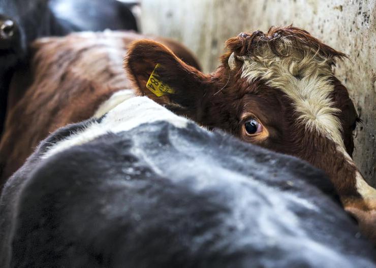 Half of Budget 2026’s new agri money to be spent on TB
