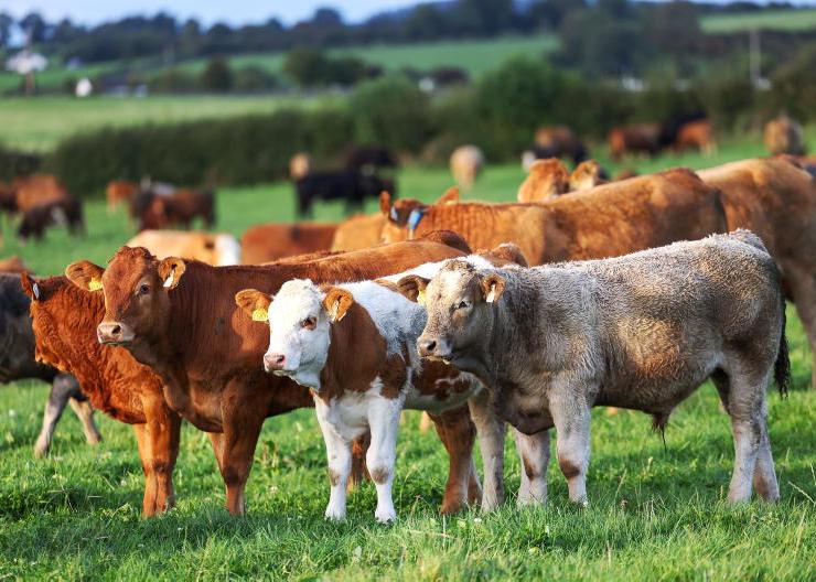 Farm payment cut offset by 8% top-up