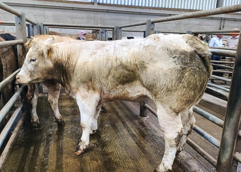 Factories take base cattle quotes down