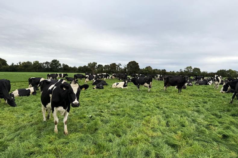 Managing grass in the run up to housing 
