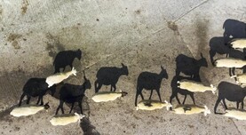 Watch: this week in pictures as farmers and marts stay busy nationwide