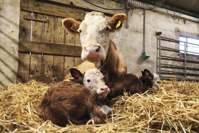 Calf births down  54,396 head with national herd over 200,000 head lower